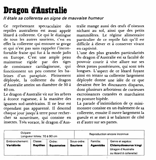 Prévisualisation du document Dragon d'Australie:Il étale sa collerette en signe de mauvaise humeur.