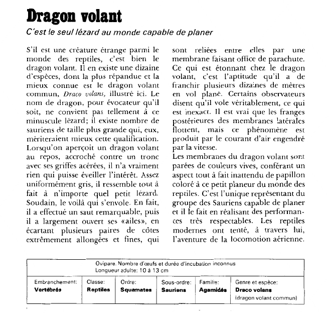 Prévisualisation du document Dragon volant:C'est le seul lézard au monde capable de planer.