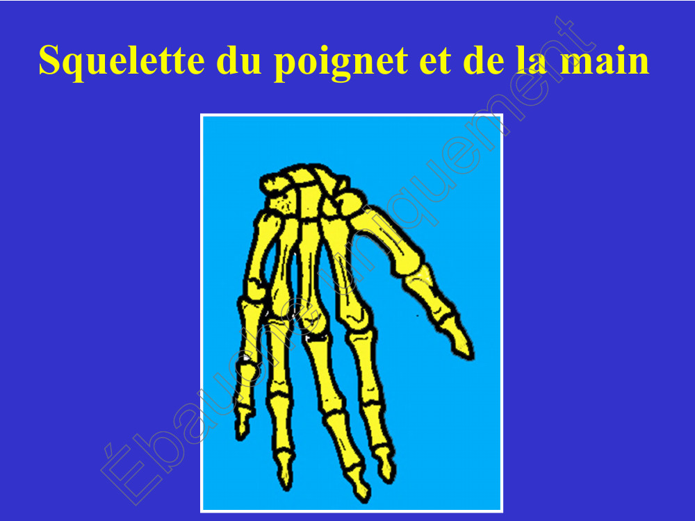 Prévisualisation du document ÉbaucheuniquementSquelette du poignet et de la main Ébauecheniquemunt ÉbaucheuniquementPosition d'immobilisation destraumatismes de