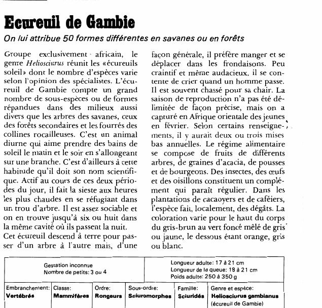 Prévisualisation du document Ecureidl de Gambie:On lui attribue 50 formes différentes en savanes ou en forêts.