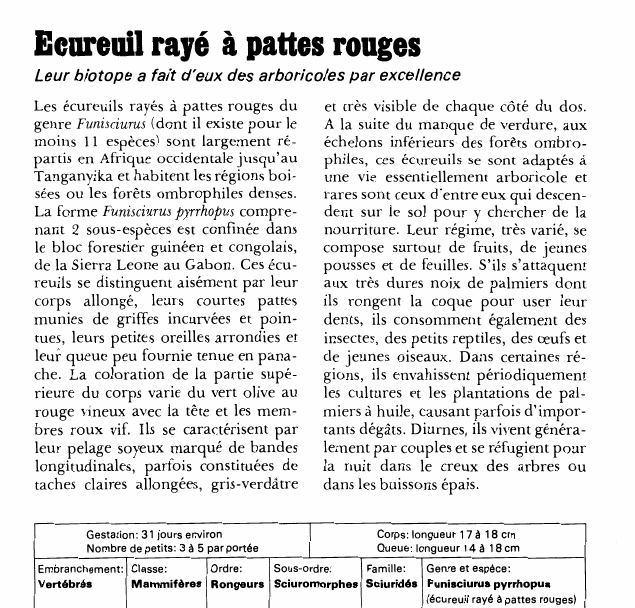 Prévisualisation du document Ecureuil rayé à pattes rouges:Leur biotope a fait d'eux des arboricoles par excellence.