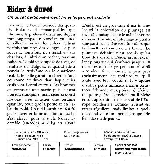 Prévisualisation du document Eider à duvet:Un duvet particulièrement fin et largement exploité.