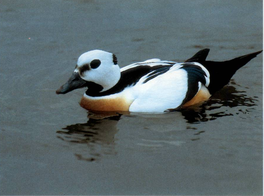 Prévisualisation du document EIDER DE STELLER