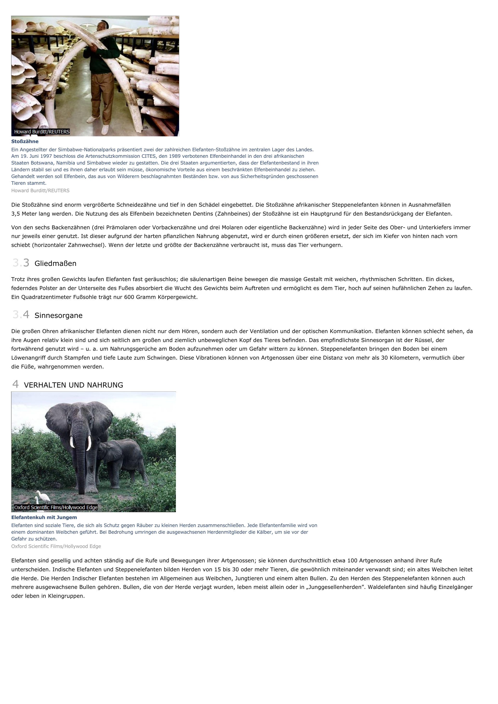 Prévisualisation du document Elefanten - biologie.