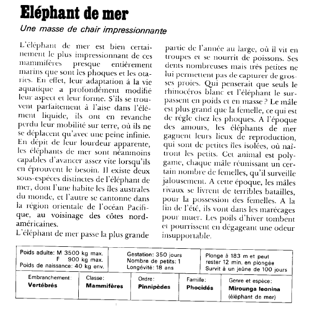 Prévisualisation du document Eléphant de mer:Une masse de chair impressionnante.