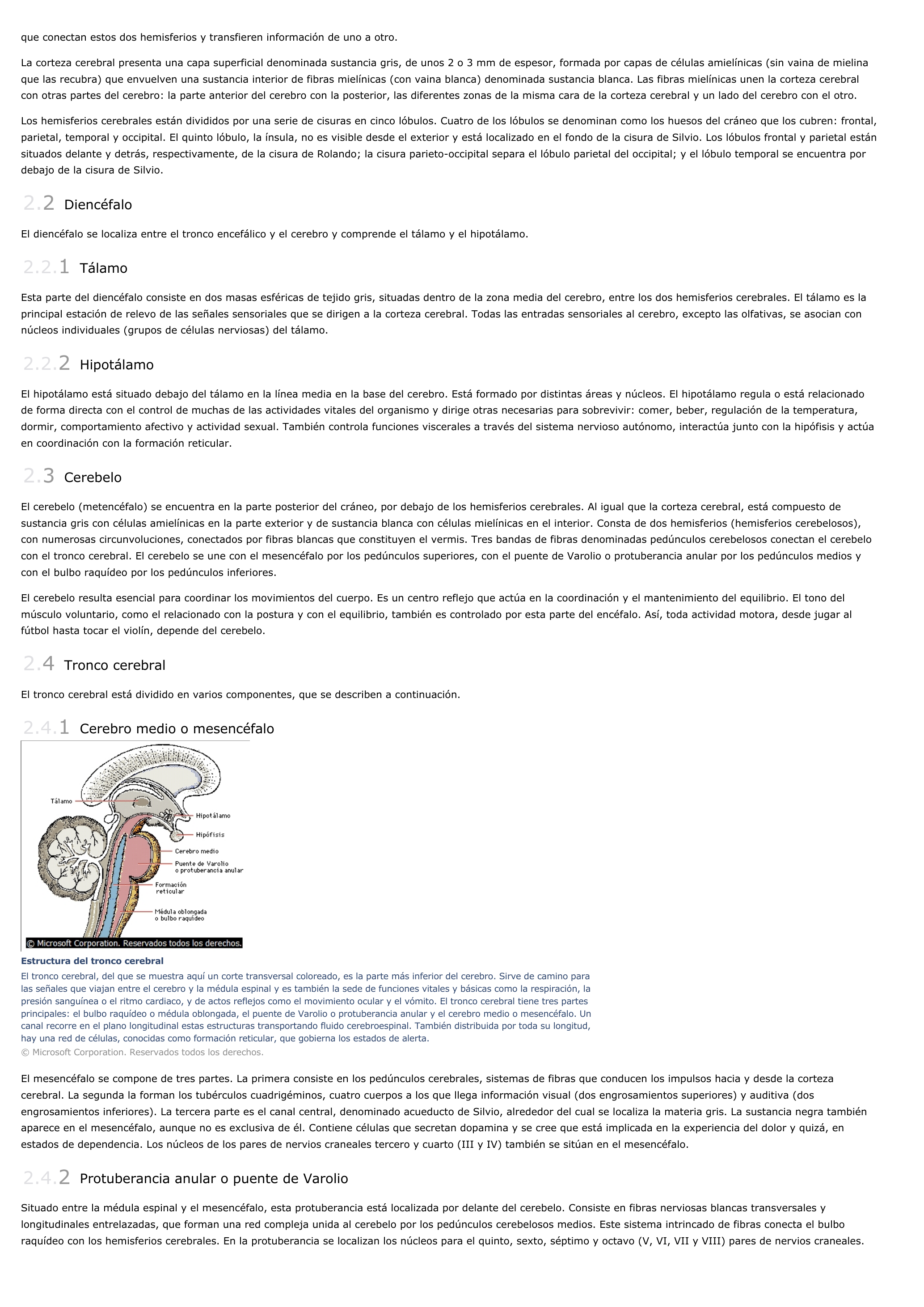 Prévisualisation du document Encéfalo - ciencias de la naturaleza.