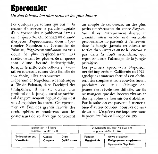 Prévisualisation du document Eperonnier:Un des faisans les plus rares et les plus beaux.