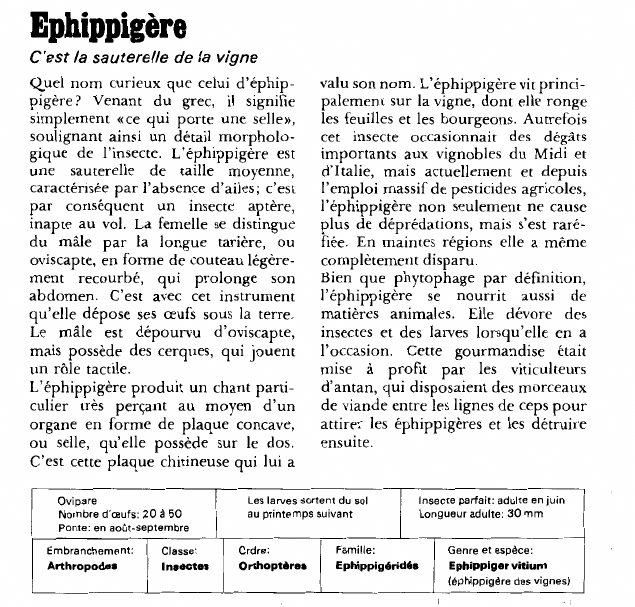 Prévisualisation du document Ephippigère:C'est la sauterelle de la vigne.