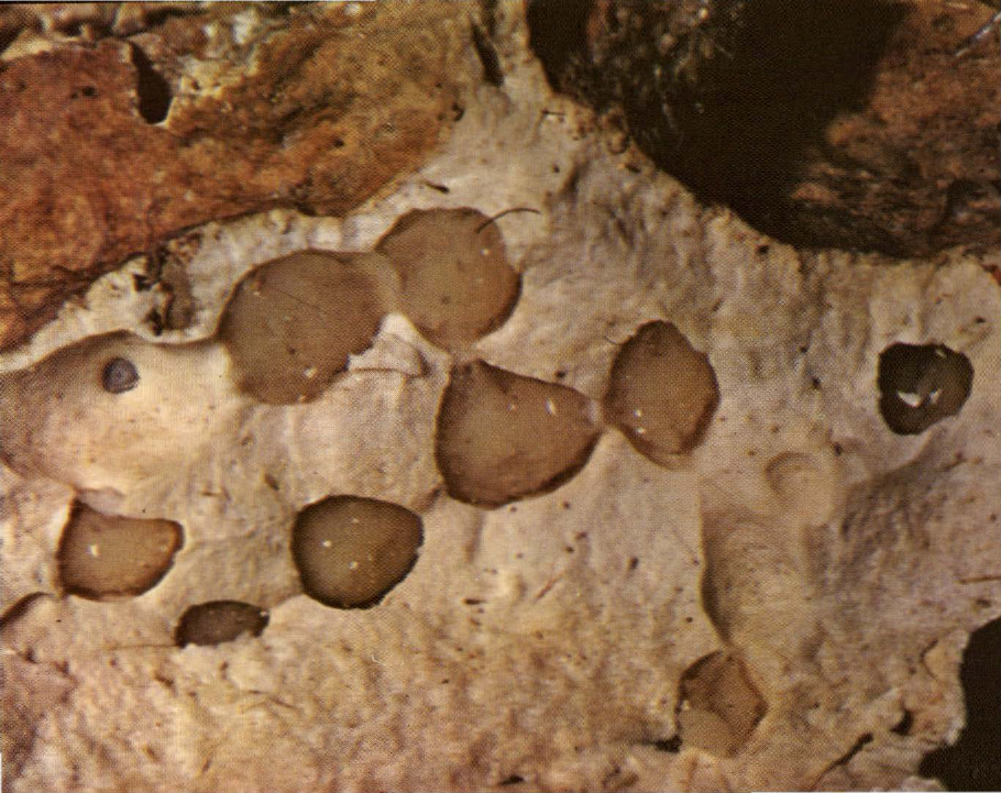 Prévisualisation du document Eponge perforante:
On l'appelle aussi clione, comme les escargots marins du genre Clione.