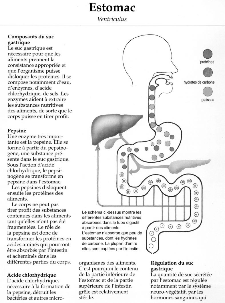 Prévisualisation du document Estomac.