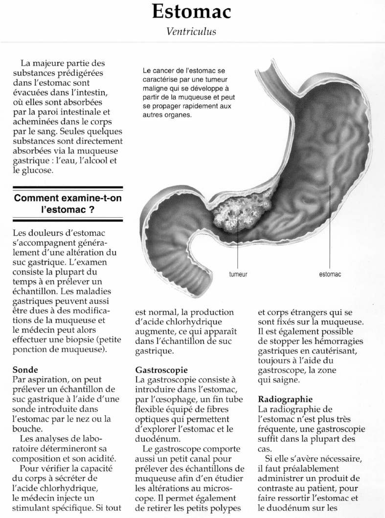 Prévisualisation du document Estomac.