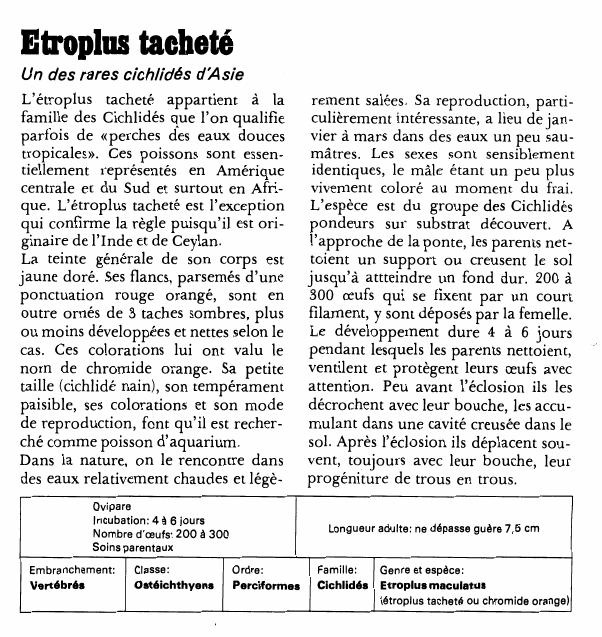 Prévisualisation du document Etroplus tachetéUn des rares cichlidés d'AsieL'étroplus tacheté appartient à la famille des Cichlidés que l'on qualifie parfois de «perches des eaux douces tropicales».