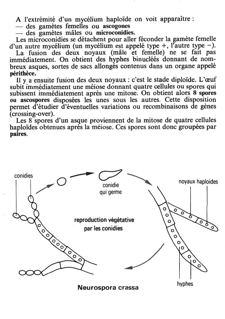 Prévisualisation du document ÉTUDE D'UNE MOISISSURE: NEUROSPORA CRASSA