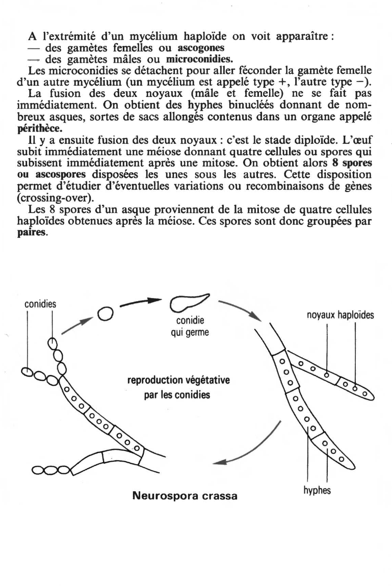 Prévisualisation du document ÉTUDE D'UNE MOISISSURE : NEUROSPORA CRASSA