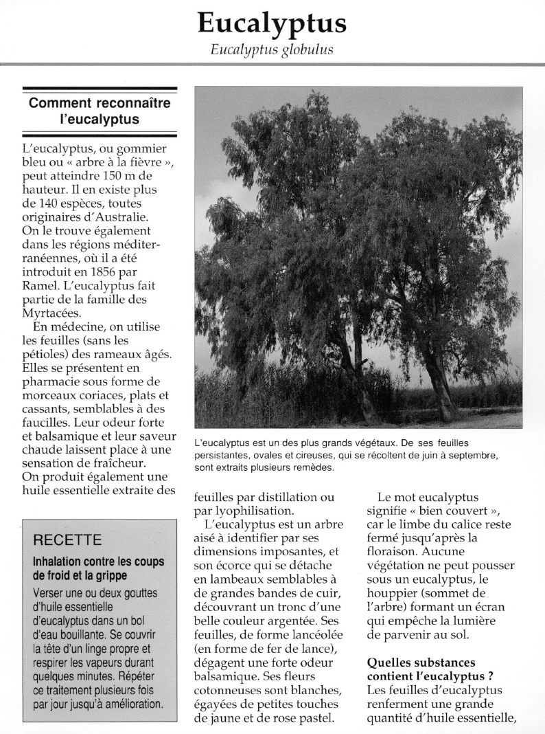 Prévisualisation du document Eucalyptus.