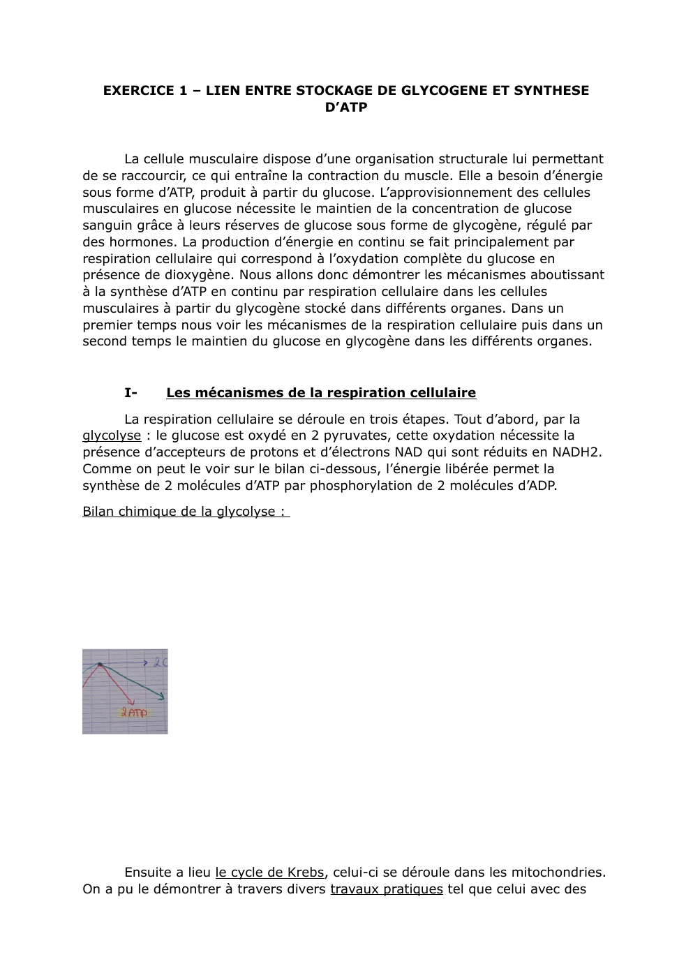 Prévisualisation du document EXERCICE 1 – LIEN ENTRE STOCKAGE DE GLYCOGENE ET SYNTHESE D’ATP