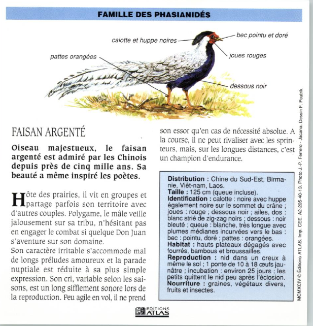 Prévisualisation du document FAISAN ARGENTÉ