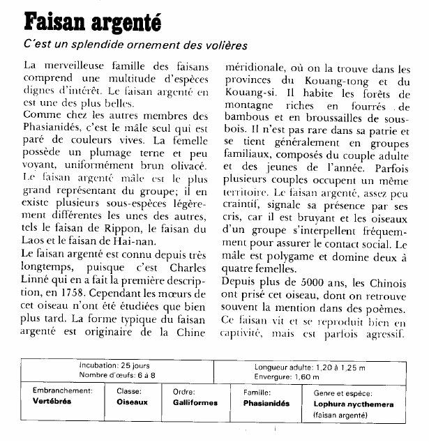 Prévisualisation du document Faisan argenté:C'est un splendide ornement des volières.