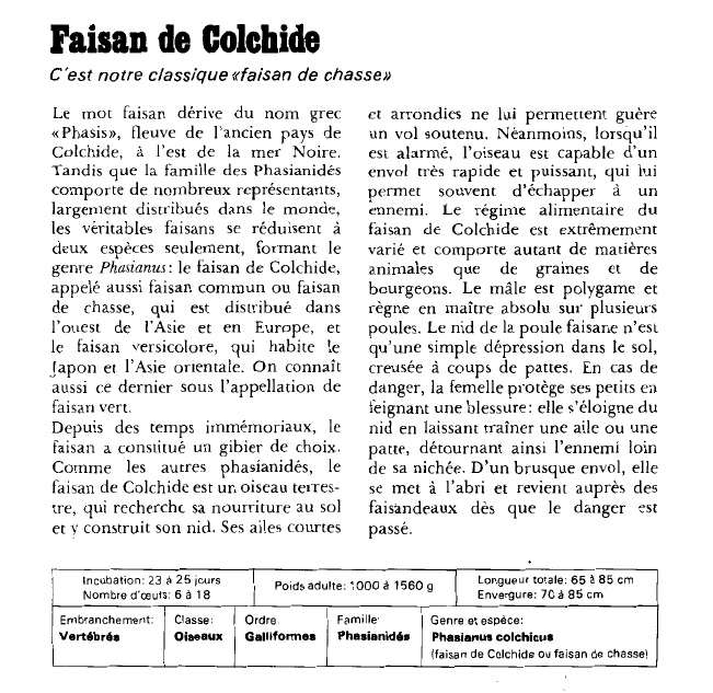 Prévisualisation du document Faisan de Colchide:C'est notre classique «faisan de chasse».