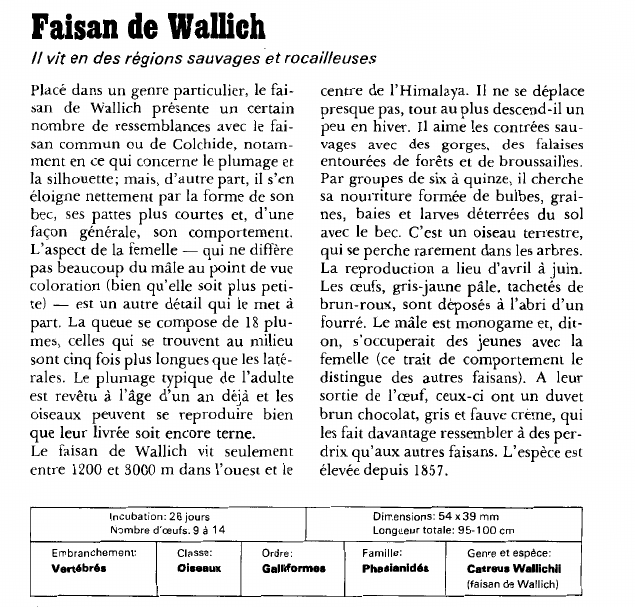 Prévisualisation du document Faisan de Wallich:il vit en des régions sauvages et rocailleuses.