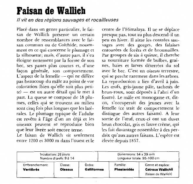 Prévisualisation du document Faisan de Wallich:Il vit en des régions sauvages et rocailleuses.