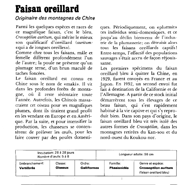 Prévisualisation du document Faisan oreillard:Originaire des montagnes de Chine.