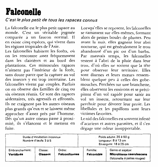 Prévisualisation du document FalconelleC'est le plus petit de tous les rapaces connusLa falconelle est le plus petit rapace au monde.