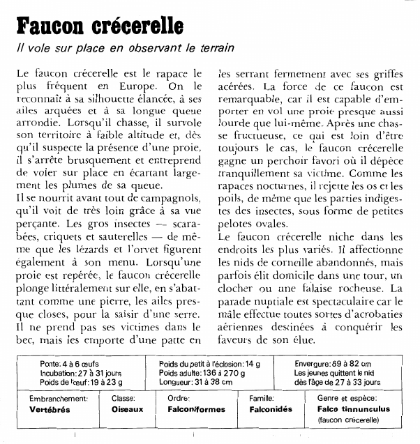 Prévisualisation du document Faucon crécerelleIl vole sur place en observant le terrainLe faucon crécerelle est le rapace le plus fréquent en Europe.