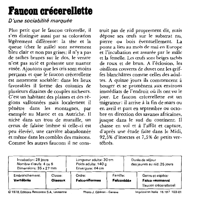 Prévisualisation du document Faucon crécerellette:D'une sociabilité marquée.