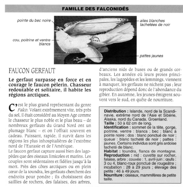 Prévisualisation du document FAUCON GERFAUT