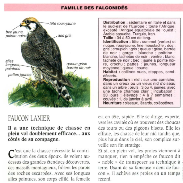 Prévisualisation du document FAUCON LANIER