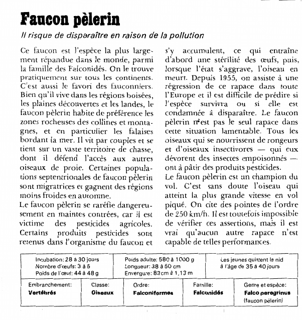 Prévisualisation du document Faucon pèlerinIl risque de disparaître en raison de la pollutionCe faucon est l'espèce la plus largement répandue dans le monde, parmi la famille des Falconidés.