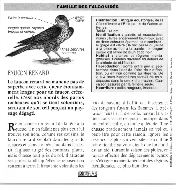 Prévisualisation du document Faucon-renard