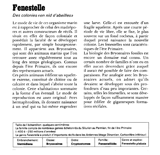 Prévisualisation du document Fenestelle:Des colonies «en nid d'abeilles».