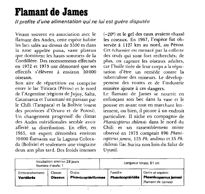Prévisualisation du document Flamant de James:Il profite d'une alimentation qui ne lui est guère disputée.