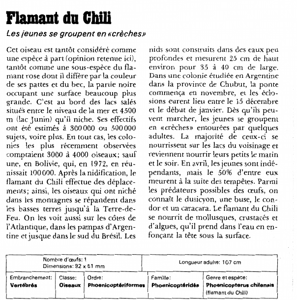 Prévisualisation du document Flamant du ChiliLes jeunes se groupent en «crèches».