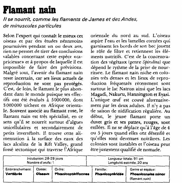 Prévisualisation du document Flamant nain.