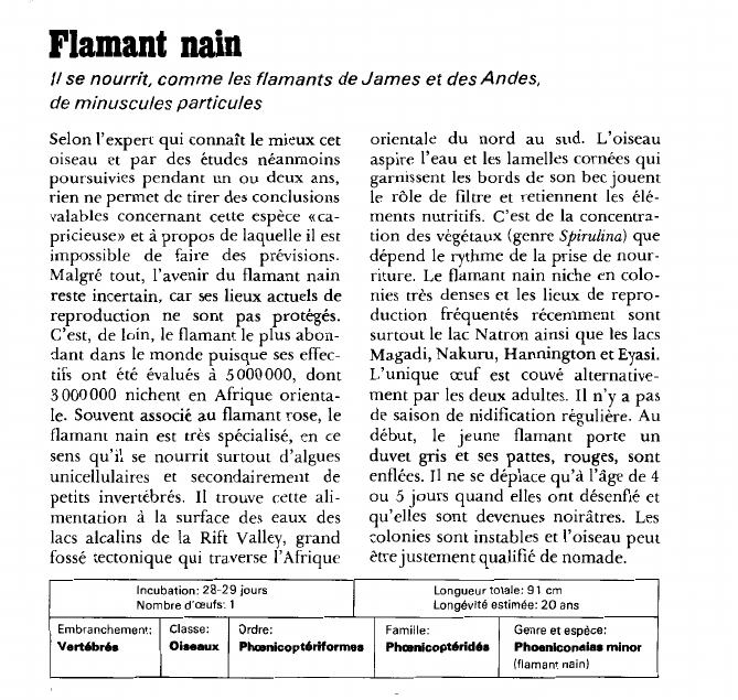 Prévisualisation du document Flamant nain:Il se nourrit, comme les flamants de James et des Andes, de minuscules particules.