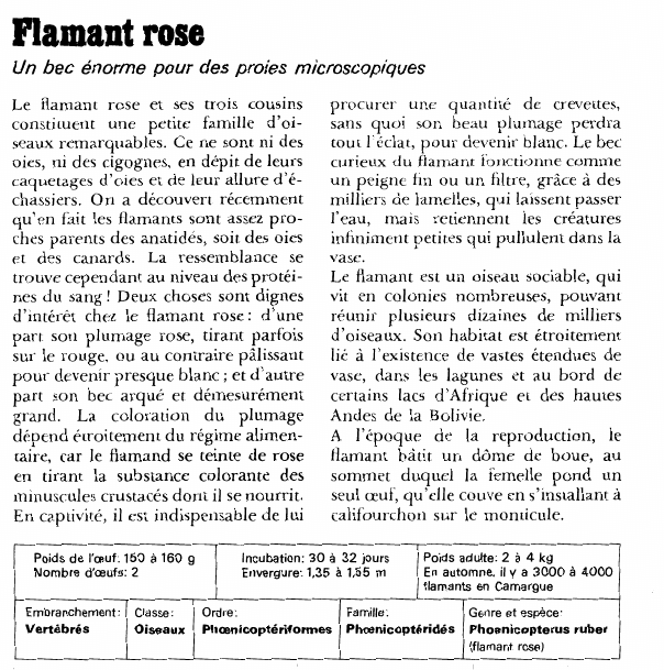 Prévisualisation du document Flamant rose:Un bec énorme pour des proies microscopiques.