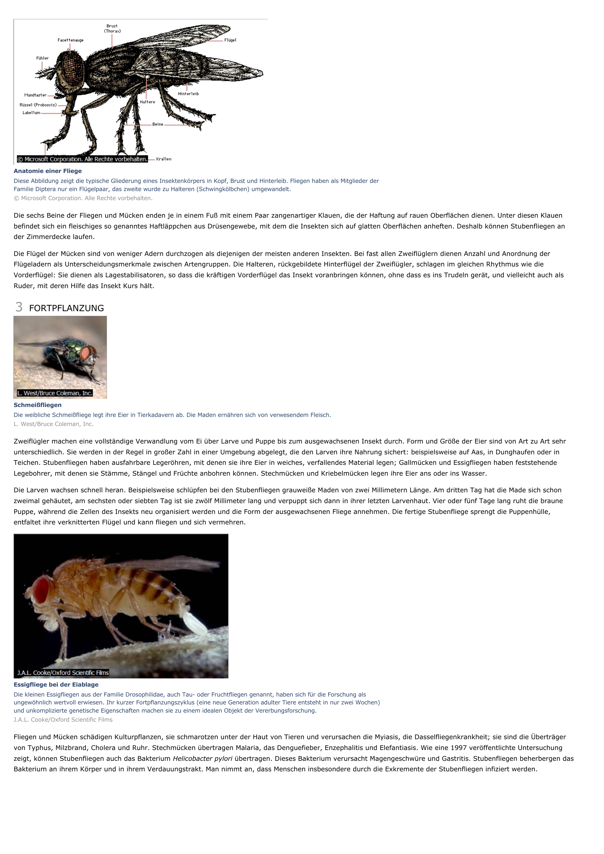 Prévisualisation du document Fliegen und Mücken - Tiere.