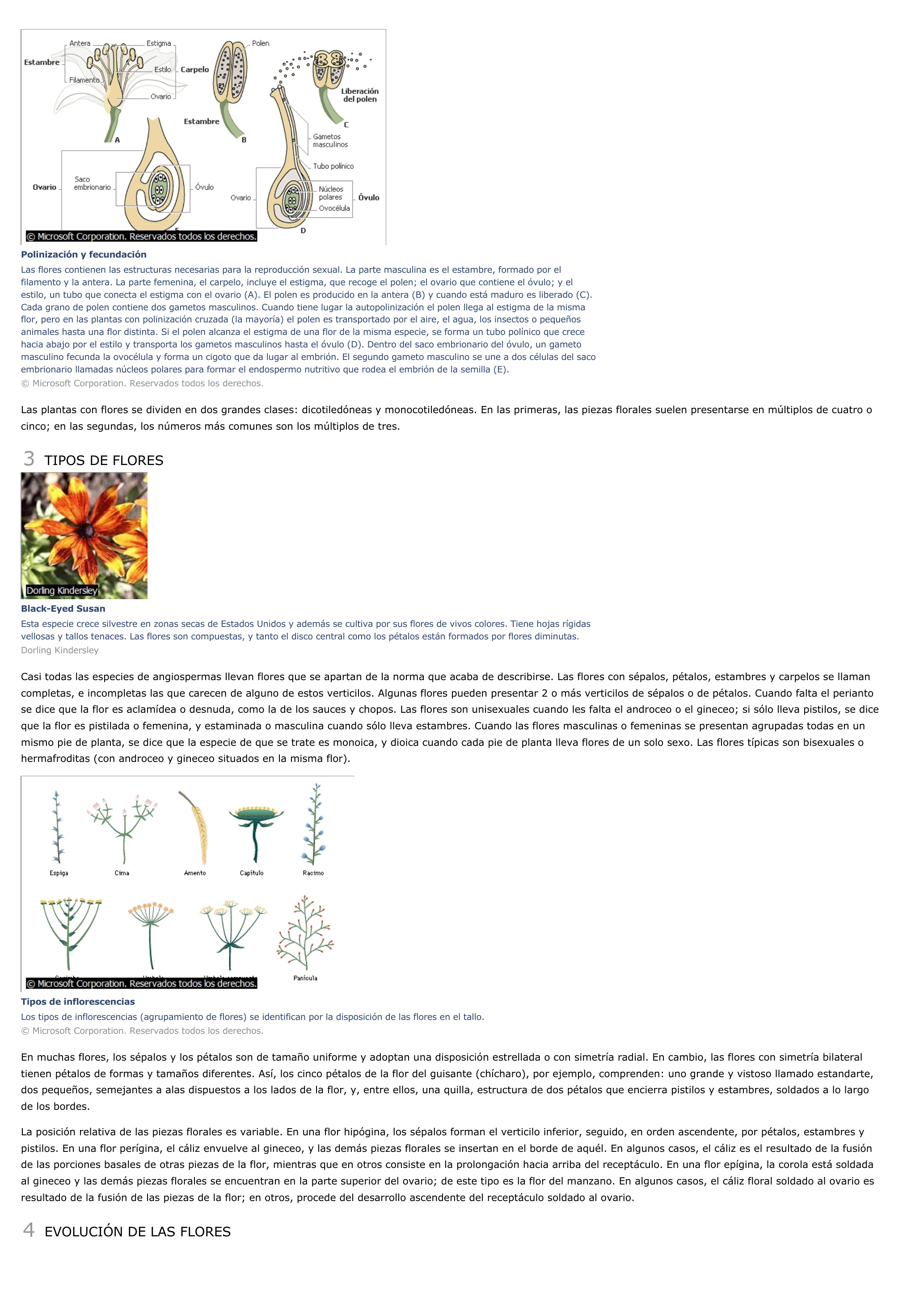 Prévisualisation du document Flor - ciencias de la naturaleza.