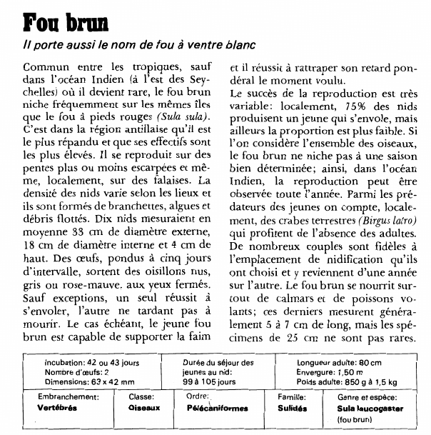 Prévisualisation du document Fou brun:Il porte aussi le nom de fou à ventre blanc.