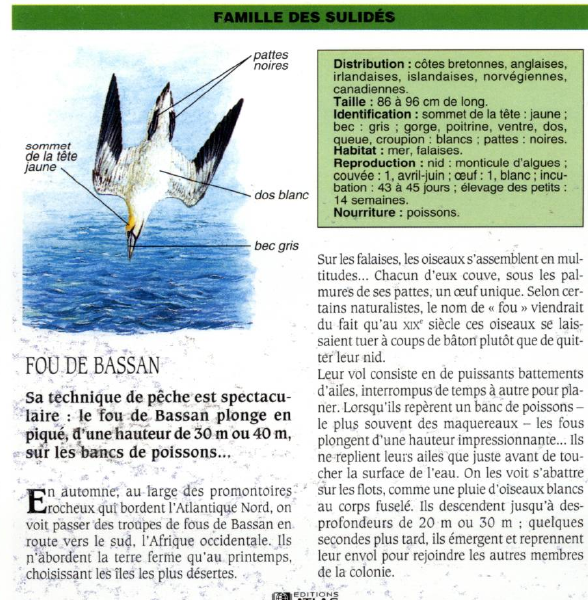 Prévisualisation du document FOU DE BASSAN