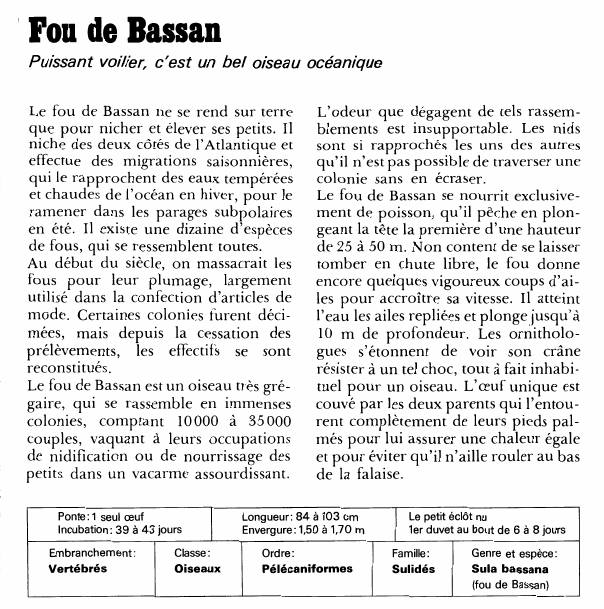 Prévisualisation du document Fou de Bassan:Puissant voilier, c'est un bel oiseau océanique.