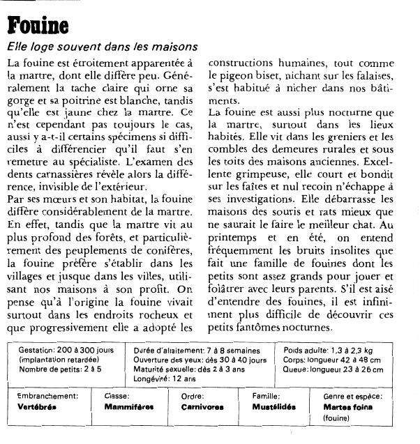 Prévisualisation du document FouineElle loge souvent dans les maisonsLa fouine est étroitement apparentée à la martre, dont elle diffère peu.