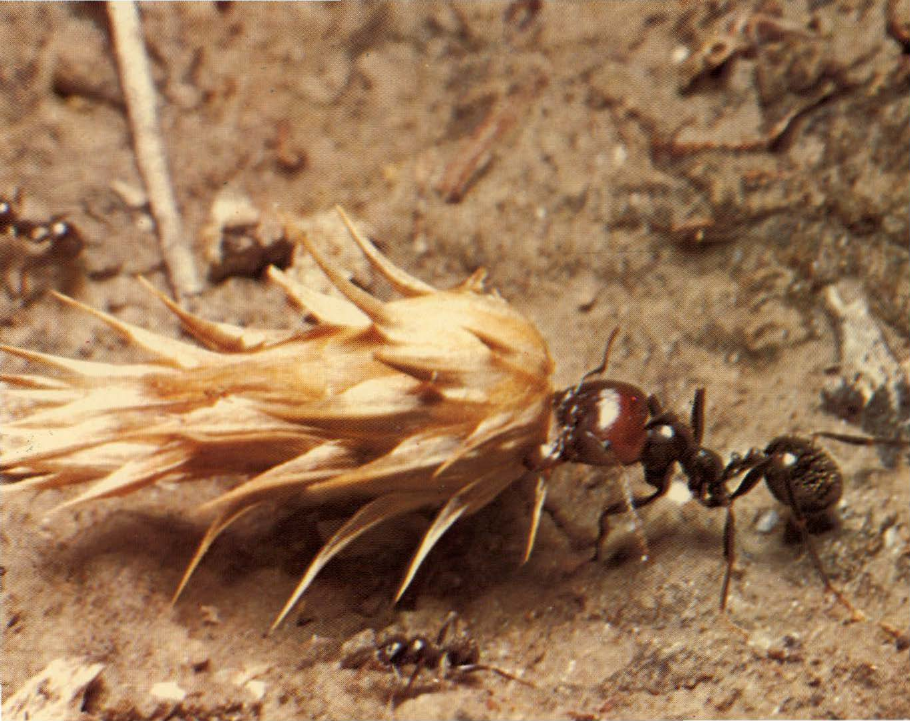 Prévisualisation du document Fourmi moissonneuse:
Elle accumule des graines dans son nid souterrain.