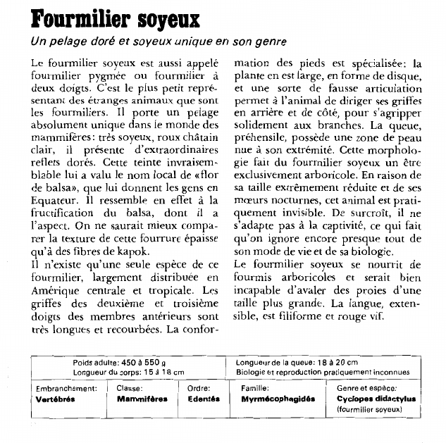 Prévisualisation du document Fourmilier soyeux:Un pelage doré et soyeux unique en son genre.
