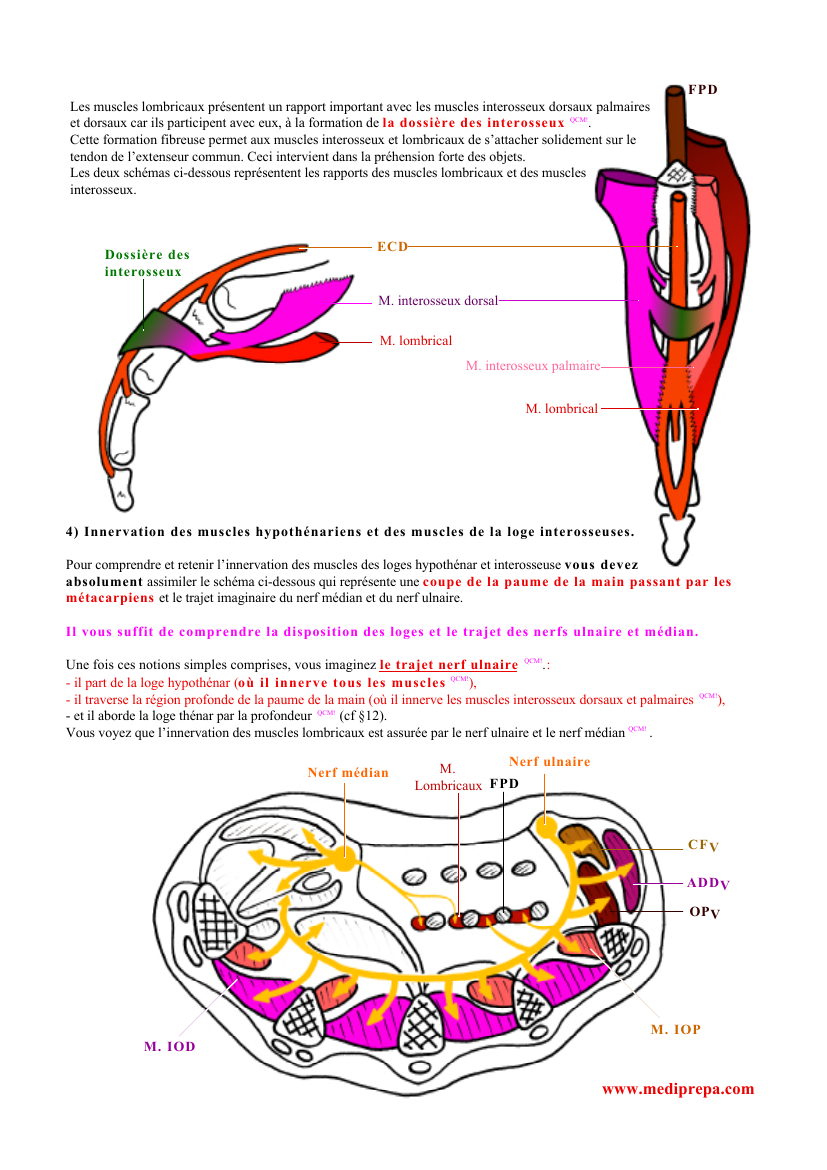 Prévisualisation du document FPDLes muscles lombricaux présentent un rapport important avec les muscles interosseux dorsaux palmaireset dorsaux car ils participent avec eux, à la formation de l a dossière des interosseux QCM!