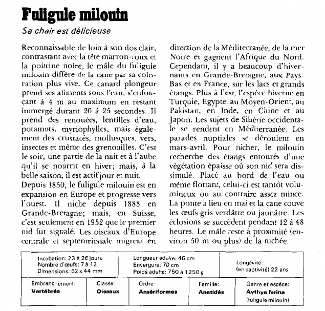 Prévisualisation du document Fuligule milouin:Sa chair est délicieuse.