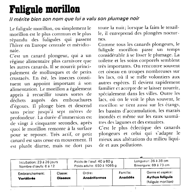 Prévisualisation du document Fuligule morillon:Il mérite bien son nom que lui a valu son plumage noir.